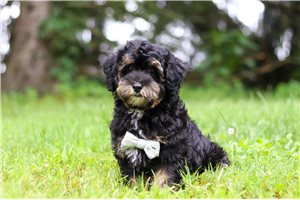 Owen - Havapoo for sale