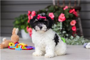 Ophelia - Havapoo for sale
