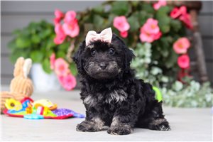 Odette - Havapoo for sale