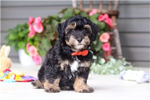 Owen - Havapoo for sale