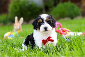 Oliver - puppy for sale