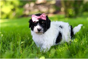 Oreo - puppy for sale
