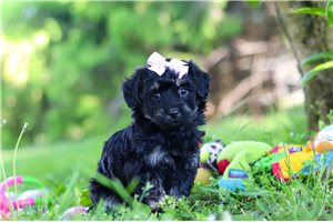 Odette - puppy for sale