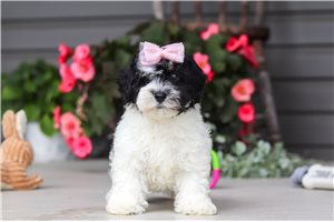 Oreo - Havapoo for sale