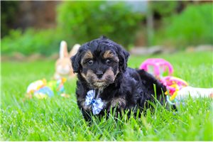Owen - puppy for sale