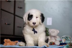 Phoenix - Old English Sheepdog for sale