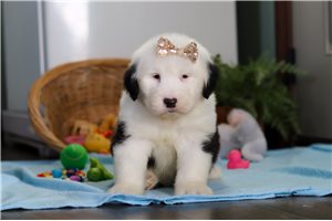 Piper - Old English Sheepdog for sale