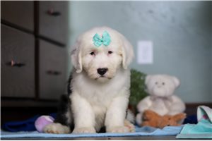 Penelope - Old English Sheepdog for sale