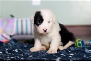 Parker - Old English Sheepdog for sale