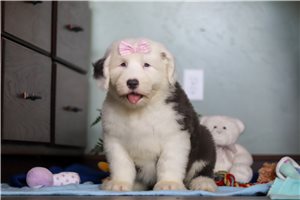 Peyton - Old English Sheepdog for sale