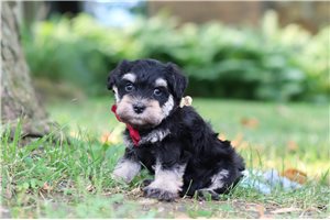 Kipling - Schnauzer, Miniature for sale
