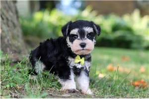 Kingston - puppy for sale