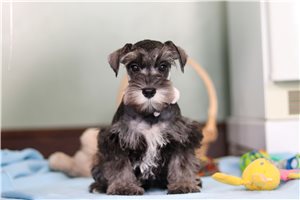 Patrick - Schnauzer, Miniature for sale