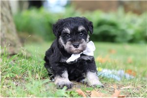 Kingsley - Schnauzer, Miniature for sale