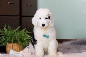 Rover - Sheepadoodle for sale