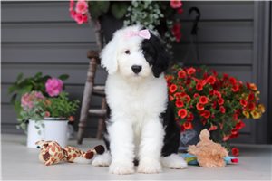 Levi - Sheepadoodle for sale