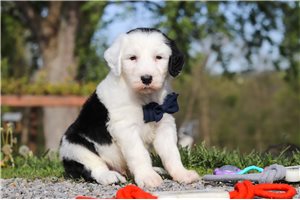 Luke - Sheepadoodle for sale
