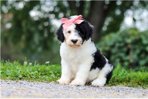 Betsy - Sheepadoodle for sale