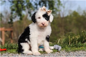 Marissa - Sheepadoodle for sale