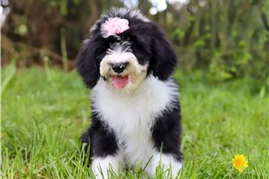 Nellie - Sheepadoodle for sale