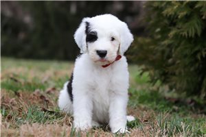 Iker - Sheepadoodle for sale