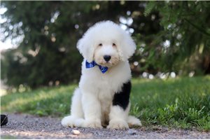 Fergus - Sheepadoodle for sale