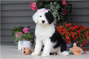 Lacey - Sheepadoodle for sale