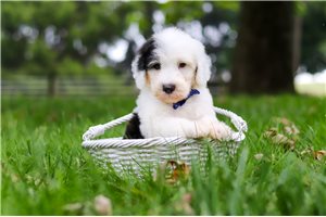 Beauregard - Sheepadoodle for sale