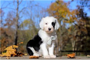 Murdock - puppy for sale