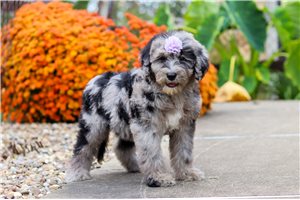 Felicity - Sheepadoodle for sale