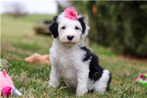 Ivory - puppy for sale
