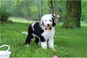 Neville - Sheepadoodle for sale