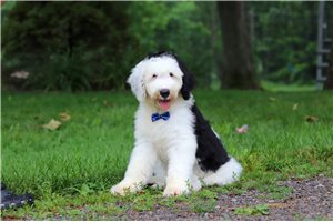 Luke - Sheepadoodle for sale
