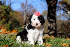 Monica - Sheepadoodle for sale