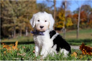 Murray - puppy for sale