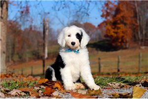 Monterey - Sheepadoodle for sale