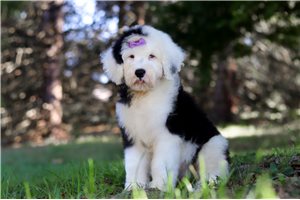Flicka - puppy for sale