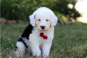 Darvin - puppy for sale