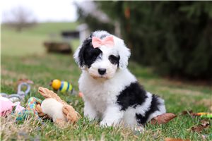 Isabella - puppy for sale