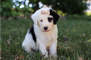 Dessa - puppy for sale