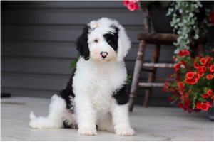 Marissa - Sheepadoodle for sale