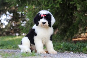 Felicity - Sheepadoodle for sale
