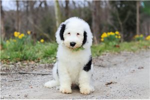 Isaiah - Sheepadoodle for sale