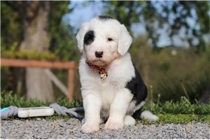 Levi - Sheepadoodle for sale