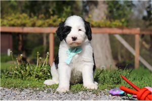Lance - Sheepadoodle for sale