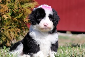 Nora - Sheepadoodle for sale