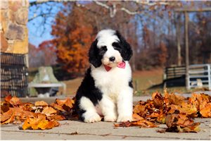 Marcus - puppy for sale