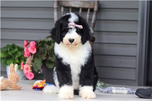 Nevaeh - Sheepadoodle for sale