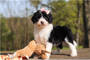 Maddie - Sheepadoodle for sale