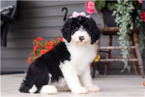 Maddie - Sheepadoodle for sale